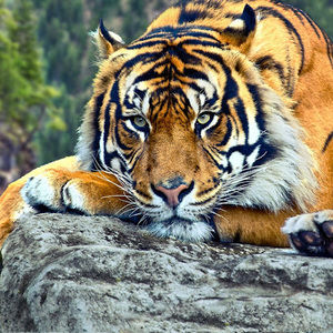 Meet your Posher, Miranda